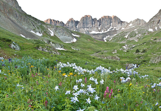 Der Alpine Loop National Backcountry Byway im Sdwesten Colorados bietet Zugang zu einigen der spektakulrsten Landschaften in den Rockies. Im Bildvordergrund blhen Aquilegia scopulorum und Indianerpinsel (Castilleja sp.).