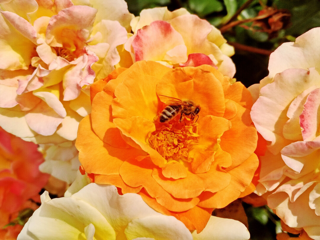 ‘Westzeit’ ist eine Insektenweide.