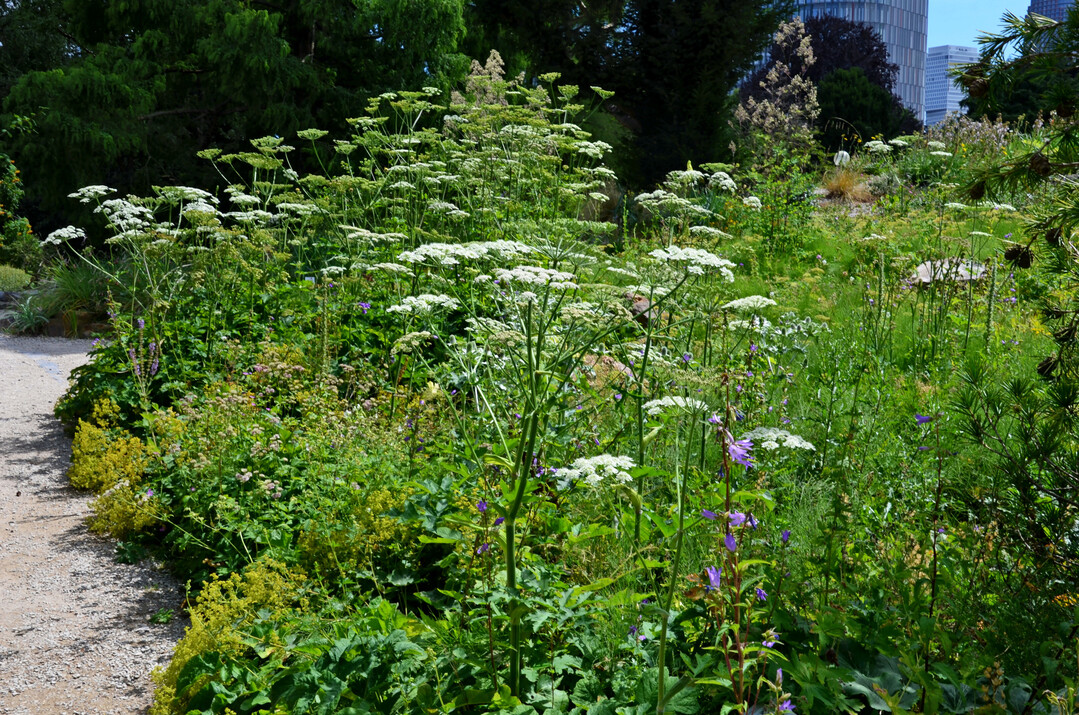 Hochstaudensaum mit den weißen Schirmblüten des Wiesen-Bärenklaus