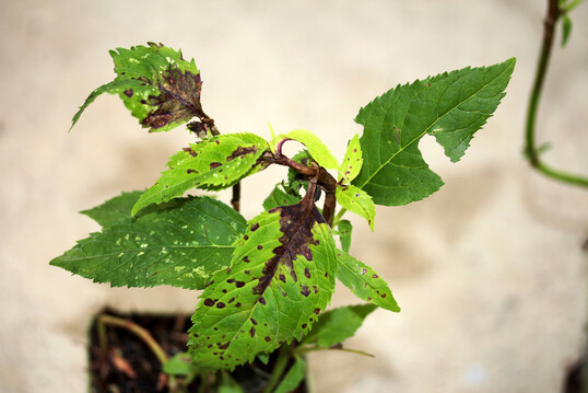 Eckig begrenzte Blattflecken durch starken Befall mit Stngelnematoden an Chelone obliqua