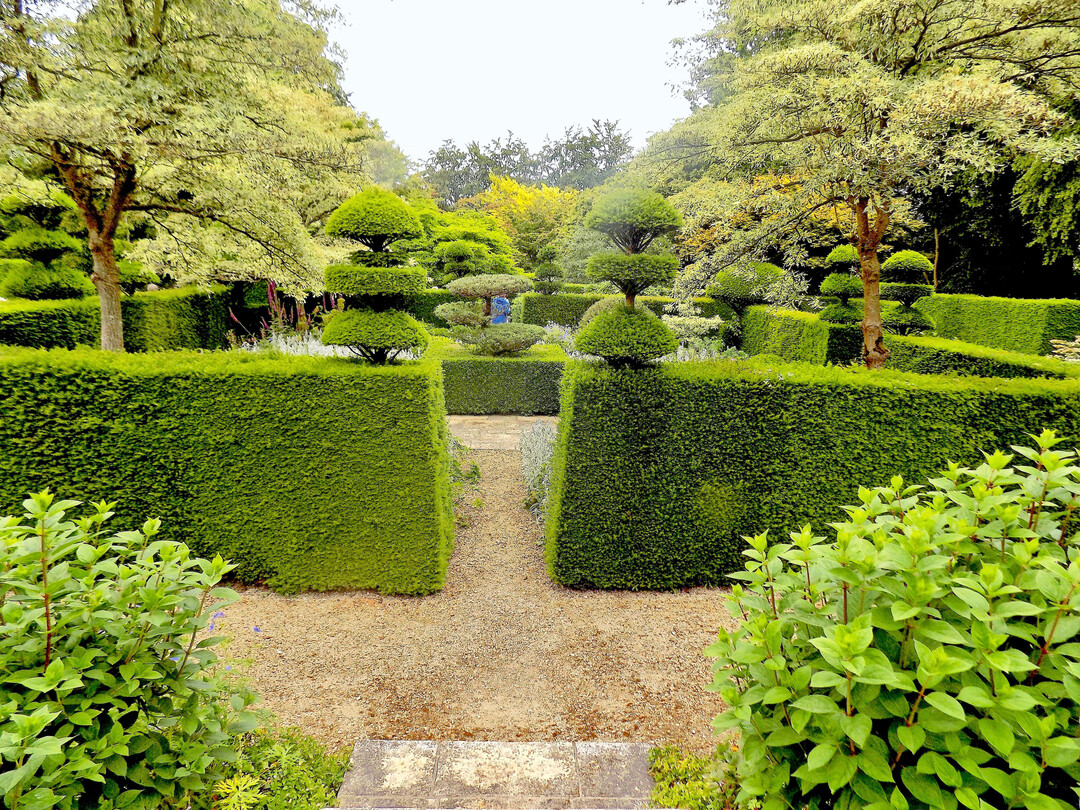 Hohe Hecken aus Eibe (Taxus baccata) rahmen den alten und neuen Garten ein. Zwei weißbunte Pagoden-Hartriegel (Cornus controversa ’Variegata’) setzen Akzente.