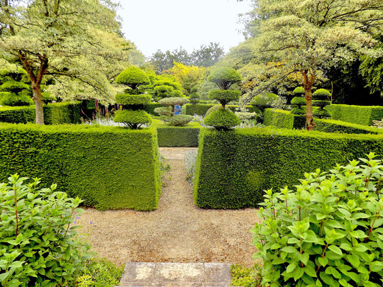 Hohe Hecken aus Eibe (Taxus baccata) rahmen den alten und neuen Garten ein. Zwei weibunte Pagoden-Hartriegel (Cornus controversa Variegata) setzen Akzente.