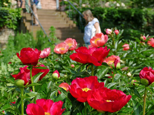Der Poniengarten in Lorsch steht bis Anfang/Mitte Juni in Blte.