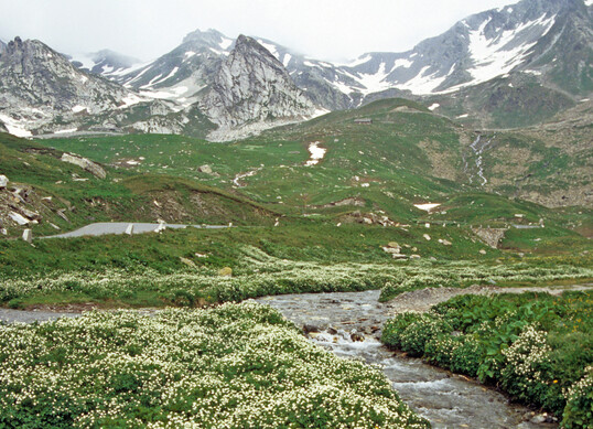 Ranunculus aconitifolius in Quellfluren vor Cogne, dem Tor zum Nationalpark Gran Paradiso 