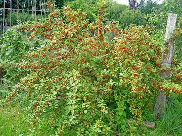 Reicher Fruchtbehang bei einer jungen Pflanze von Elaeagnus multiflora