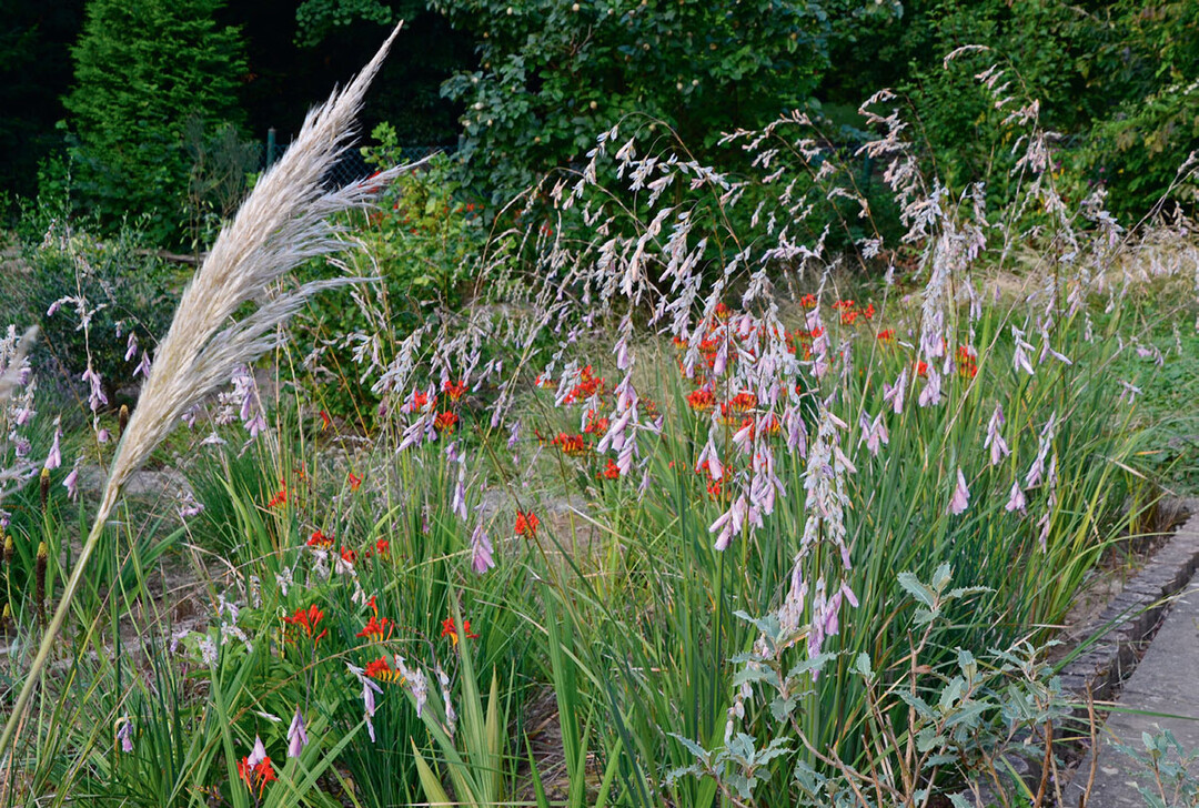 Dierama-Blüte in 2018 und gleiches Beet im Spätsommer