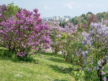 Fliedersammlung im Botanischen Garten Nancy