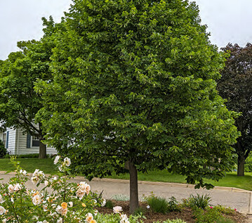 Tilia americana Boulevard