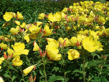Oenothera fruticosa erhellt den Garten