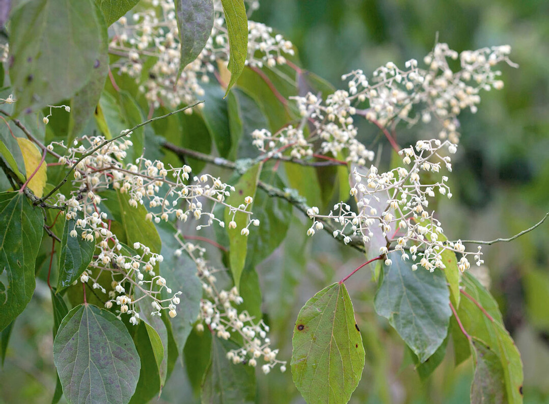Duftender Blütenstand