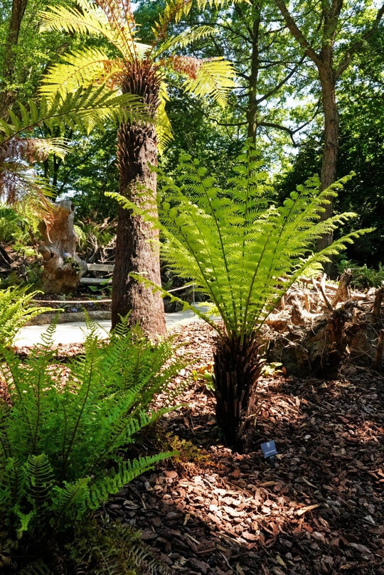 Das Farntal: ein neuer Themengarten in den Schlossgrten Arcen, zugleich ein Stumpery-Garden mit Totholzstrukturen