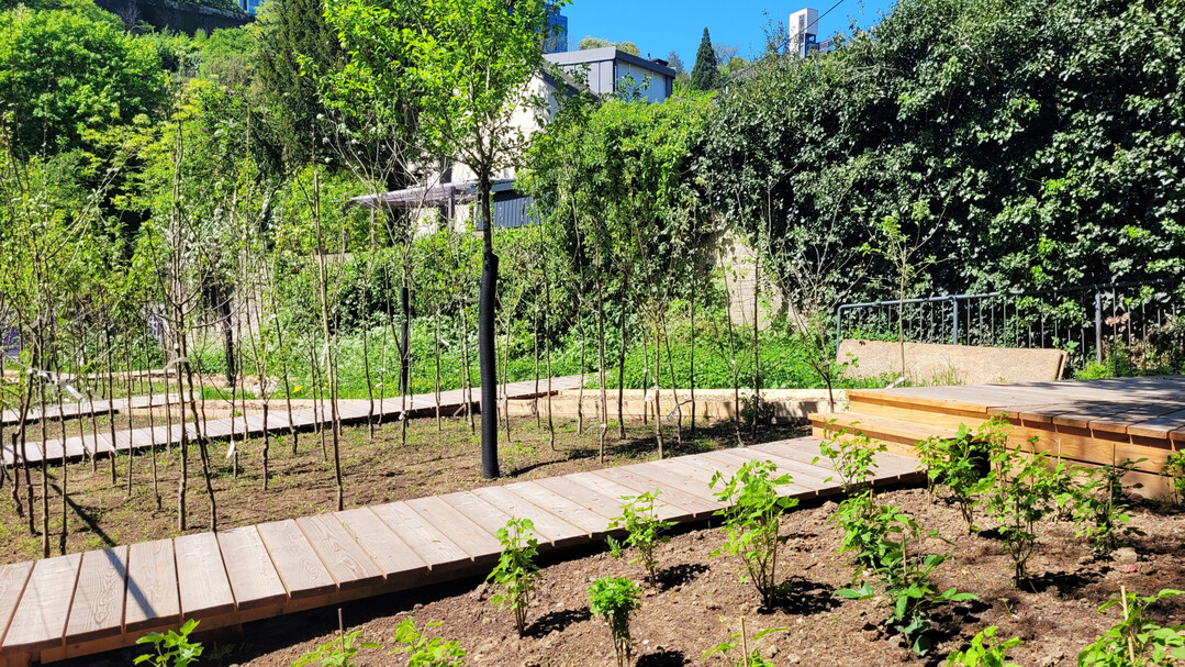 Alzette-Tal: 
Urban 
Oasis, eine gepflanzte Baumschule mit Obstgehlzen 