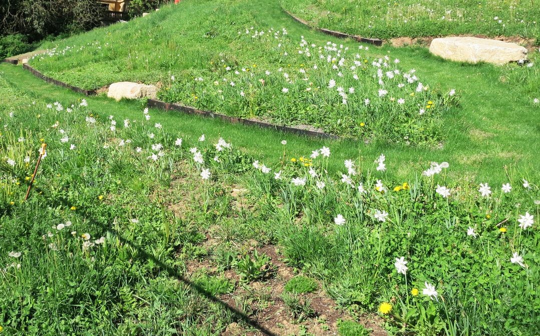 Am Beginn des Petruss-Tales: Life on the Verge von Leon Kluge  Straenrandvegetation entwickelt sich entlang gemhter Wege.