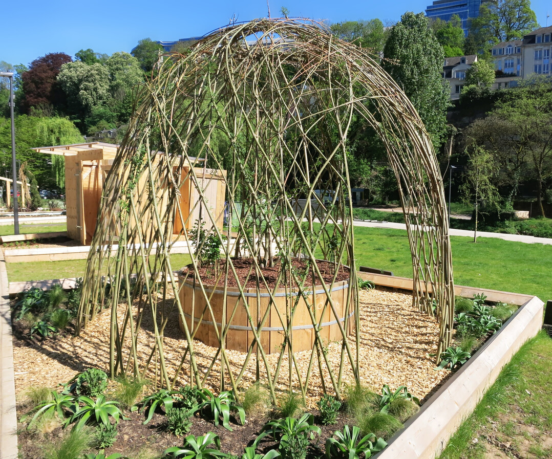 Urbane Grten im Petruss-Tal: Jardin Partage von Julie Chirol mit Gingko biloba, Rose Anne Beffort, Stipa tenuissima, Allium giganteum, Salvia nemorosa als ein Ort der Kontemplation