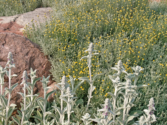Die behaarten Blätter schützen den Woll-Ziest (Stachys byzantina) vor Verdunstung und Sonnenstrahlung. Passende Kombination gelingt mit Heiligenkraut (Santolina chamaecypa-rissus), das im Sommer goldgelb blüht.