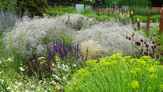 Frischgrne Steppen-Wolfsmilch (Euphorbia seguieriana ssp. niciciana) und die scheibenfrmigen Blten der Schafgarbe (Achillea) sind kombiniert mit kerzenfrmigem Steppen-Salbei (Salvia nemorosa) und Steppenkerzen (Eremurus). Dazu setzen die Bltenstnde von Kugel-Distel (Echinops) und Kugel-Lauch (Allium sphaerocephalon) einen Kontrast, whrend die weien Bltenwlkchen des Schleierkrauts (Gypsophila) und der Pracht-Kerze (Oenothera, Syn. Gaura lindheimeri) fr Leichtigkeit sorgen.
