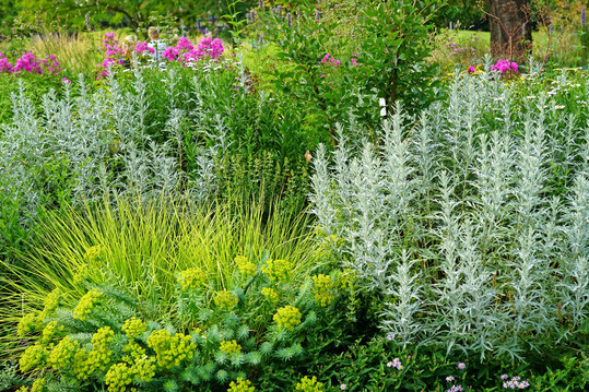 Gute Partnerschaft: Frisches Grün von Steppen-Wolfsmilch (Euphorbia seguieriana ssp. niciciana) und Herbst-Kopfgras (Sesleria autumnalis) kombiniert mit graulaubigem Wermut (Artemisia) bei. Er gilt als eine der attraktivsten Blattschmuckstauden für sonnige Standorte mit trockenen Böden.