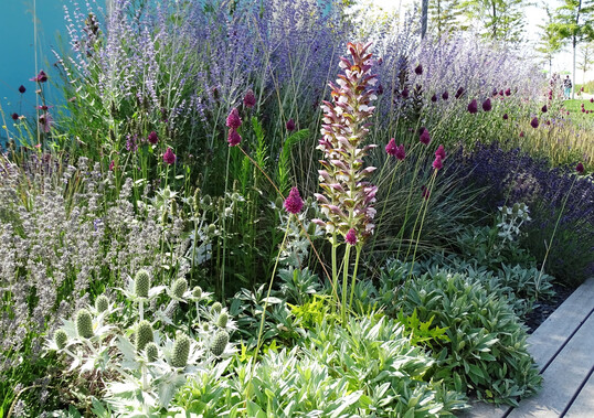 Stauden wie Mannstreu (Eryngium) und Akanthus (Acanthus) gedeihen mit Halbsträuchern wie Blauraute (Perovskia) und Lavendel (Lavandula). Mit purpurfarbenen Blüten schwebt der Kugel-Lauch (Allium sphaerocephalon) zwischen den Pflanzen. Diese Zwiebelblume blüht im Hochsommer und vermehrt sich durch Selbstaussaat. (Bildnachweis: Bettina Banse)