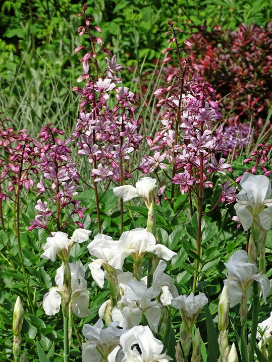 In durchlässigen, kalkhaltigen Böden fühlt sich der Diptam (Dictamnus albus) wohl. Er blüht entweder in Rosa oder Weiß und lässt sich gut mit der Bart-Iris (Iris barbata) kombinieren.