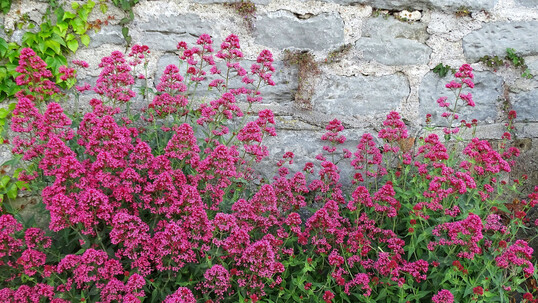 Vor der Natursteinmauer staut sich die Hitze – für die Rote Spornblume (Centranthus ruber var. coccineus) ist dieser extreme Standort hingegen gut geeignet. Wer statt Fuchsiarot frisches Weiß bevorzugt, pflanzt die Sorte ‘Alba’. Beide blühen ab Juni und versamen sich, die Sämlinge lassen sich leicht jäten. Ein Rückschnitt direkt nach der Blüte verhindert die Selbstaussaat und fördert die Nachblüte im Herbst.