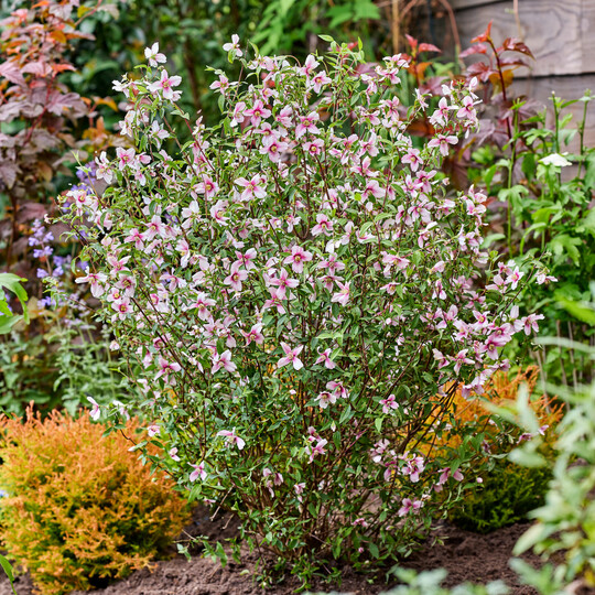 Philadelphus Petite Perfume Pink blht rosa und nicht wei.