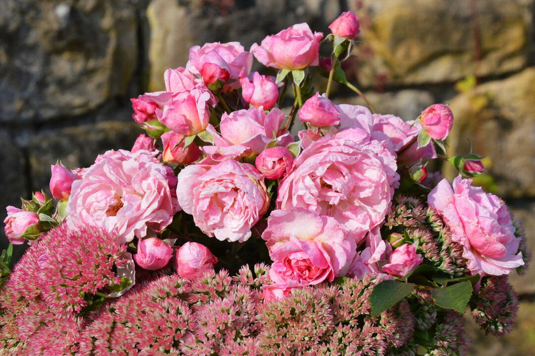 Luxemburg war einst ein Zentrum der Rosenzucht und zur Erffnung dieses Schaugartens wurde die neue Sorte Amalia Rose (gezchtet von Jean-Lin Lebrun) getauft.