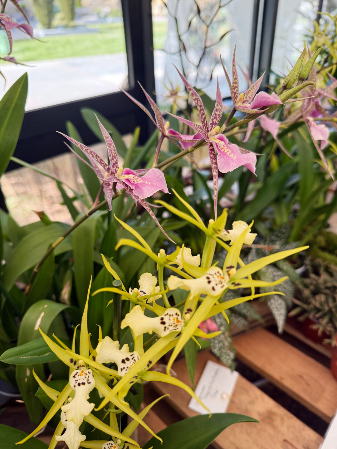 Stadtpark Edouard Andr: La Serre des Orchides zeigt Orchideen in einem Gewchshaus. Dies soll an den Luxemburger Jean-Pierre Pescatore erinnern, einen bedeutenden Orchideensammler des 19. Jahrhunderts. 