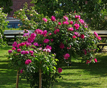 Alte Rosen im Garten von Hella Brumme: Rosa gallica "Officinalis" und im
Vordergrund, auf Hochstamm, die Portland-Rosen "Mme Boll" und "Rose de Resht