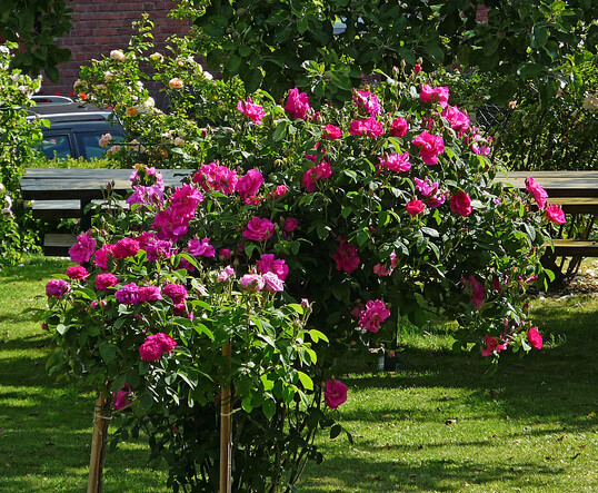 Alte Rosen im Garten von Hella Brumme: Rosa gallica "Officinalis" und im
Vordergrund, auf Hochstamm, die Portland-Rosen "Mme Boll" und "Rose de Resht
