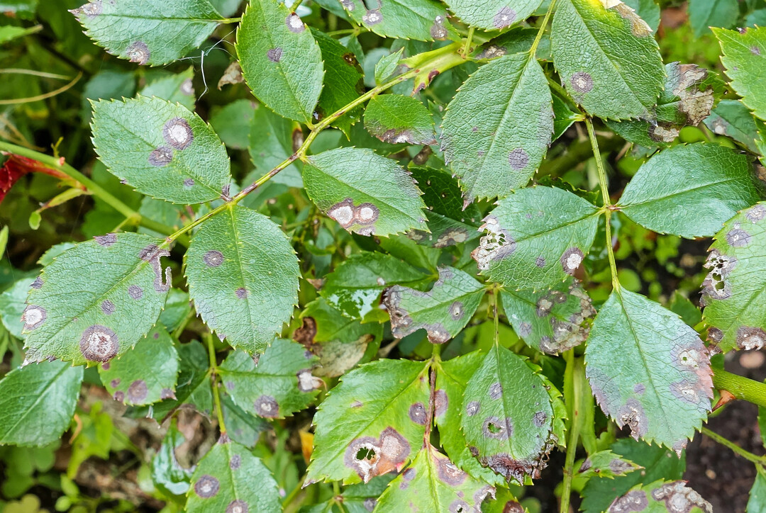 Die Ringfleckenkrankheit an der Rose verursacht auffällige Blattsymptome.
