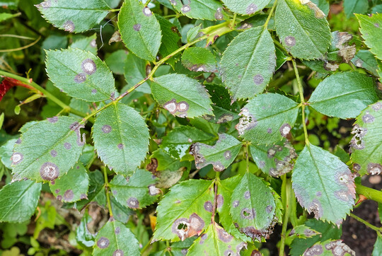 Die Ringfleckenkrankheit an der Rose verursacht auffllige Blattsymptome.