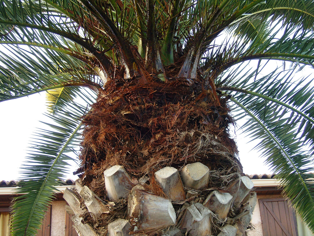 Die Wedel sterben durch den Fraß der Palmenmotte ab.