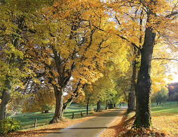 Allee mit T. cordata in Herbstfrbung