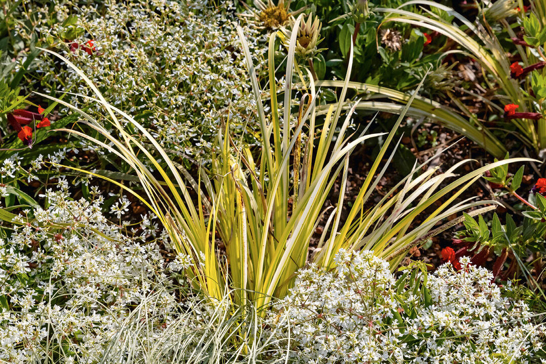 Acorus gramineus ‘Ogon’