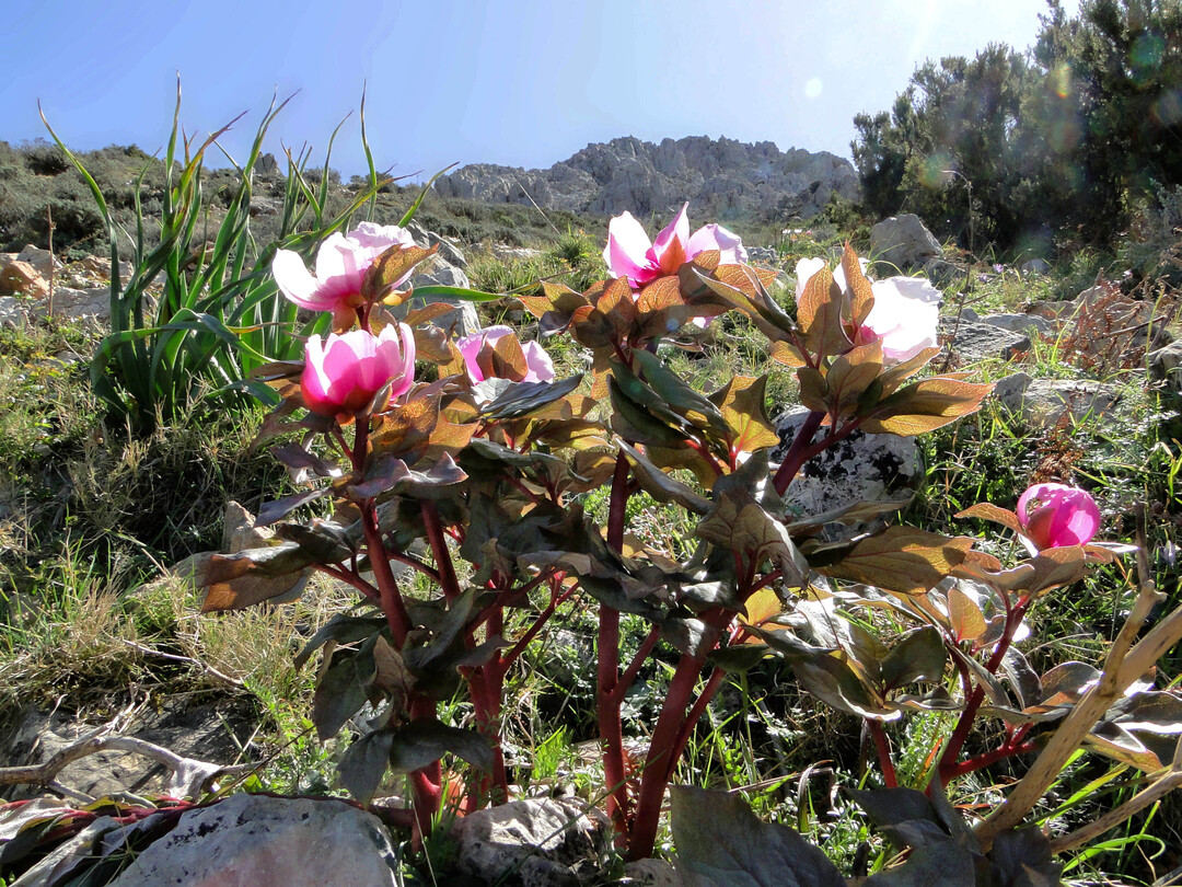 Paeonia
corsica reagiert empfindlich auf Feuchtigkeit im Sommer.