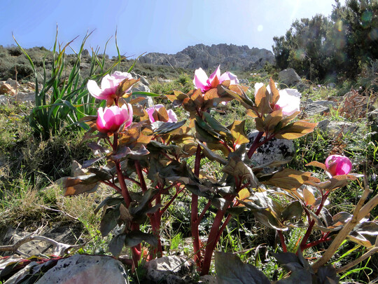 Paeonia 
corsica reagiert empfindlich auf Feuchtigkeit im Sommer.