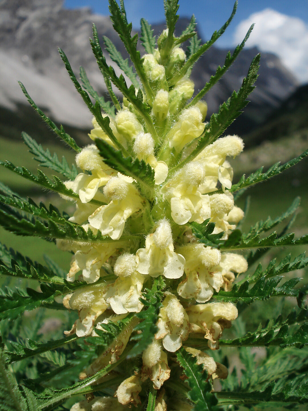 Pedicularis foliosa im Großen Walsertal in Vorarlberg