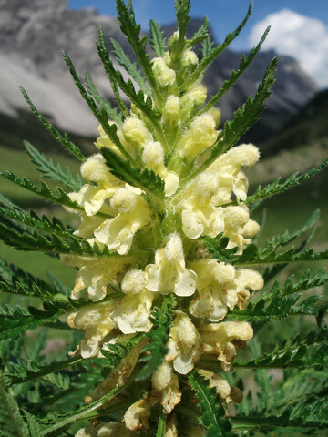 Pedicularis foliosa im Groen Walsertal in Vorarlberg