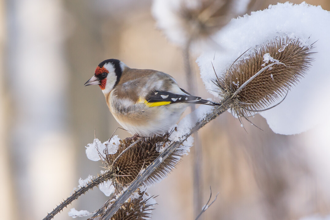 Wie oft sehen Sie einen Stieglitz im Garten? Das will der NABU einmal wieder wissen bei der Vogelzähl-Aktion vom 8. bis 10.1.2016: Machen Sie mit!