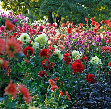 Welche Dahliensorten den Winter im Freiland berstehen, war die Fragestellung bei der Dahliensichtung der Royal Horticultural Society in 2023/2024.
