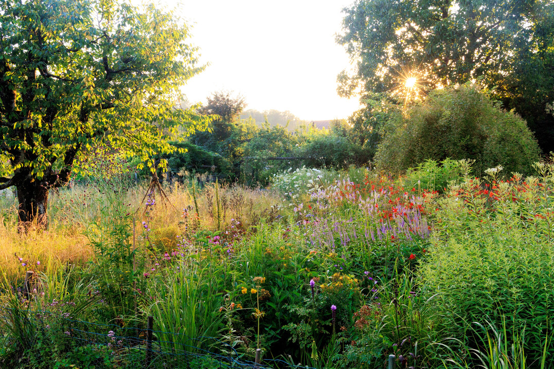 Die Blütenwiese im Hochsommer Mitte Juli mit den leuchtend roten Farbklecksen der Crocosmia x crocosmiiflora ‘Lucifer‘. Links ist die Wildwiese mit dem Kirschbaum zu sehen.