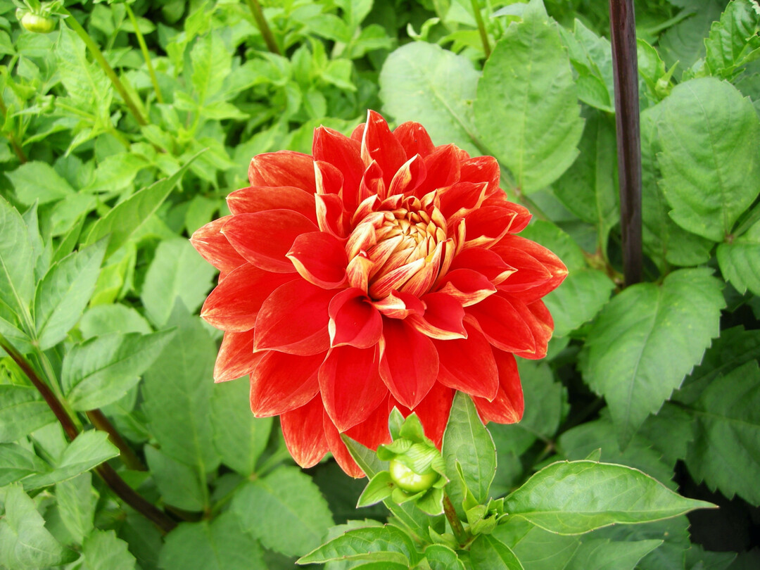 Dahlia Bettina Verbeek, gezchtet vonHeinz Panzer aus Bad Kstritz, erhielt eine AGM-Medaille.
