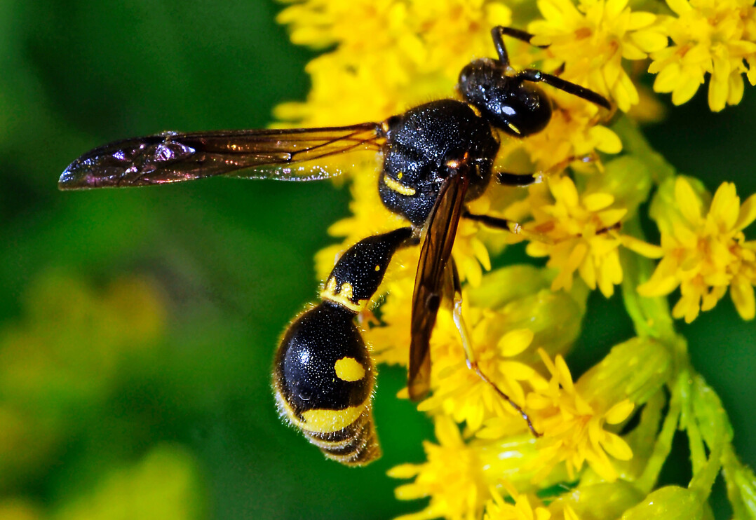 Die Pillenwespe (Eumenes spec.) besitzt schmal zusammengefaltete Flügelpaare und eine „doppelte Wespentaille“.