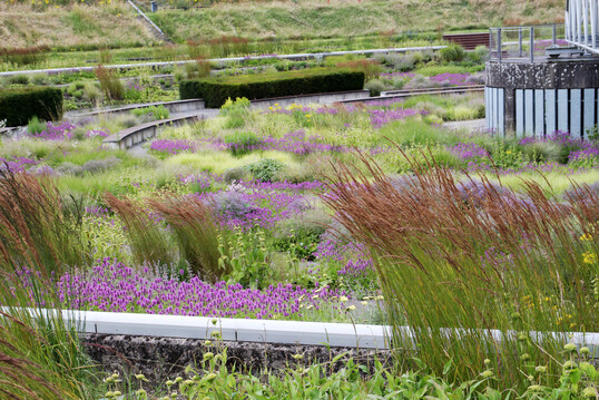 Blick in den Senkgarten mit dem Höhenunterschied von 6 m. Er ist durch einen Wiesenring eingerahmt. Strukturgeber sind die Taxus-Blöcke mit Calamagrostis ‘Karl Foerster’, Stachys ‘Hummelo’ und Phlomis russeliana, die sich gut durch Aussaat verbreitet hat.