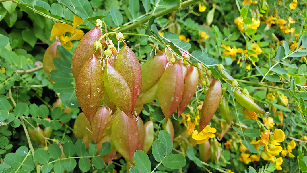 Blasenstrauch (Colutea arborescens) bildet Blüten und zeitlich überschneidend Früchte.