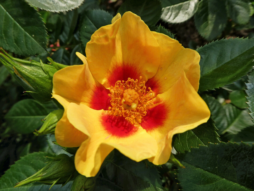 Goldene Rose Baden-Baden für Rosa ‘Orienta Milya’