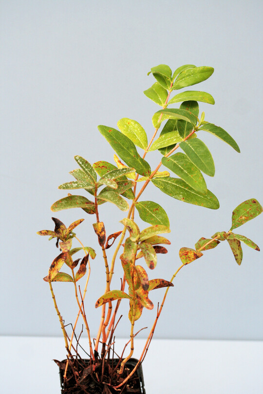 Rostbefall an den unteren Blttern von Hypericum calycinum