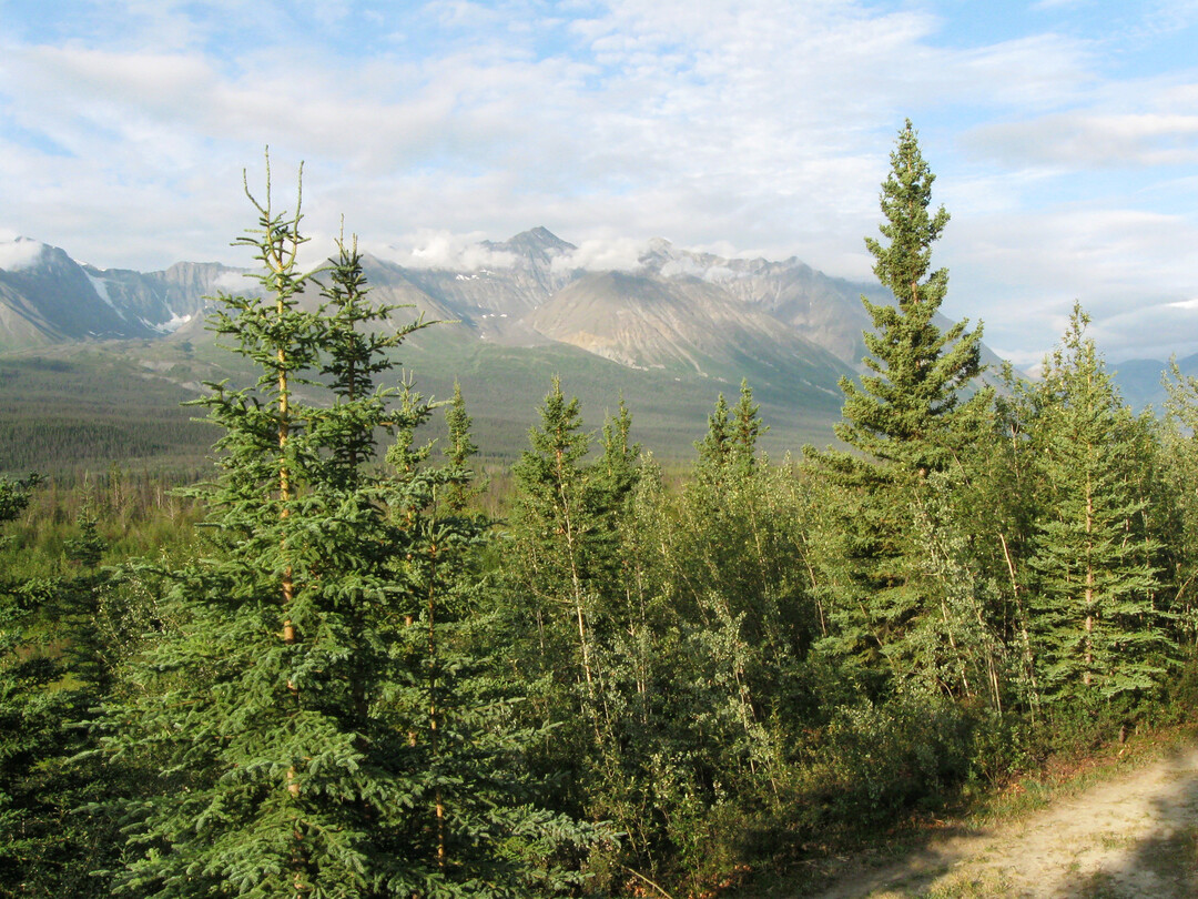 Borealer Taigawald mit dominanter Schimmel-Fichte (Picea glauca) bei dem Ort Haines Junction, Yukon, Kanada
