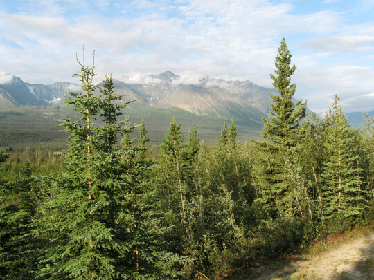 Borealer Taigawald mit dominanter Schimmel-Fichte (Picea glauca) bei dem Ort Haines Junction, Yukon, Kanada