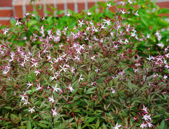 Zu den Arten, die trotz Trockenheit kraftvoll und in voller Pracht erschienen, geh�rt die Dreiblattspiere (
<i>Gillenia</i>
).